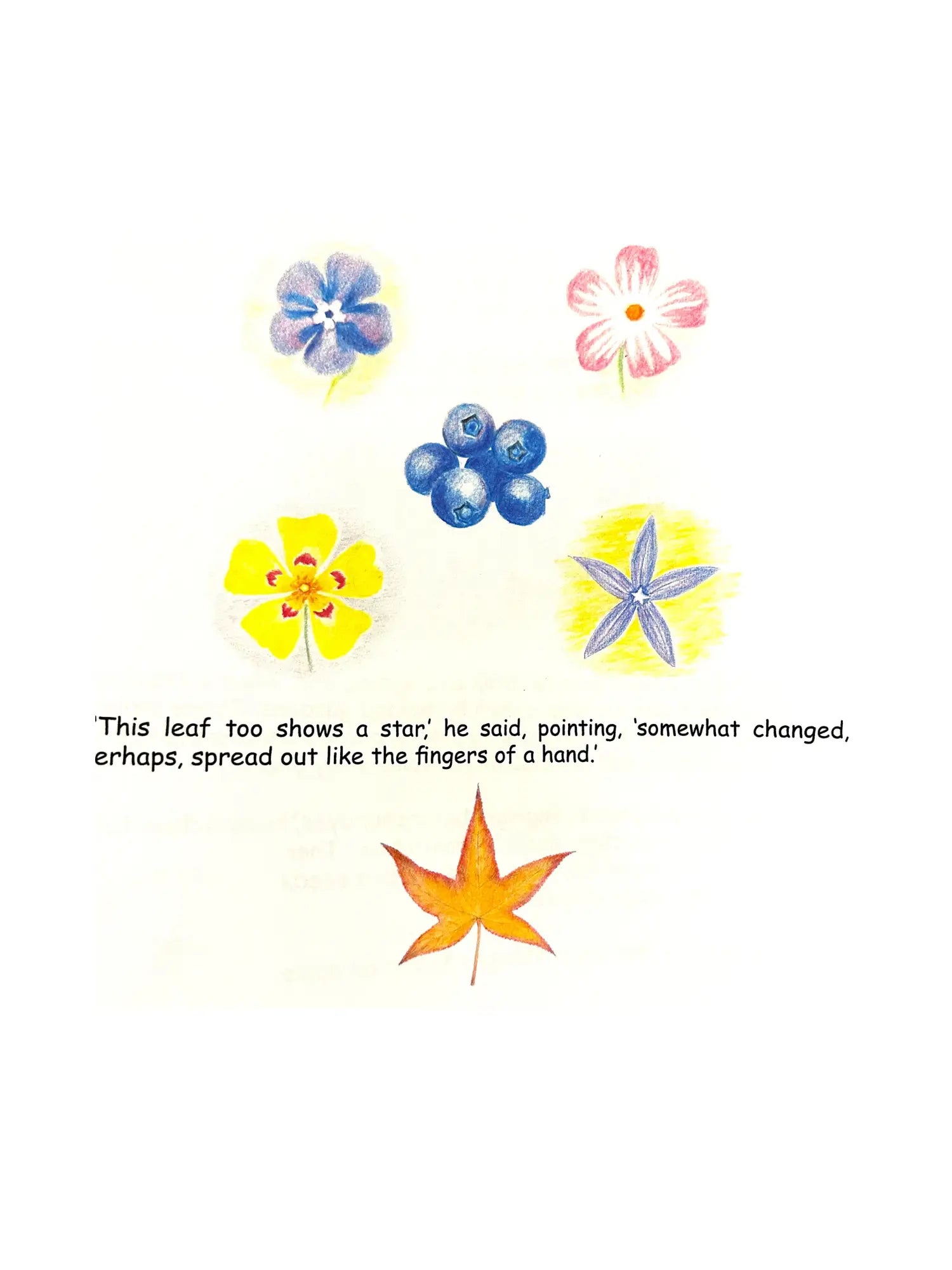 King Maximo and the Number Knights Number Qualities - Alder & Alouette