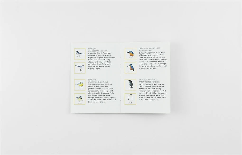 Match A Pair of Birds | Nature Game - Alder & Alouette