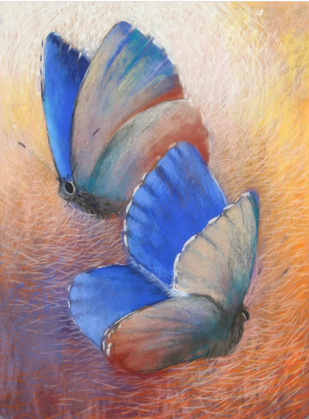 Loes Botman Blue Wings Art Postcard - Pastel Chalks - Alder & Alouette