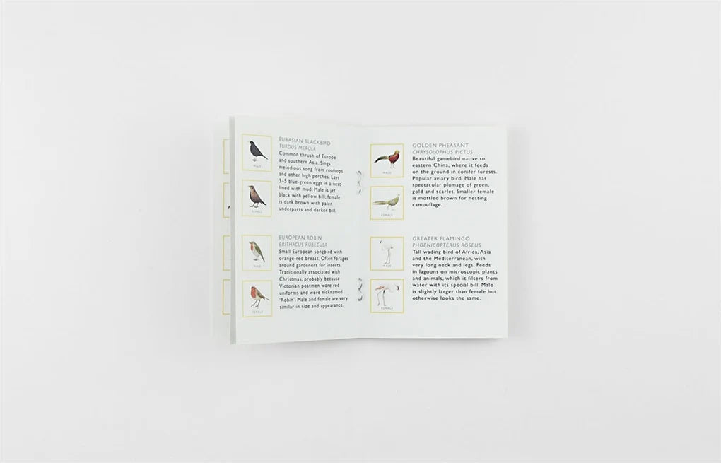 Match A Pair of Birds | Nature Game - Alder & Alouette