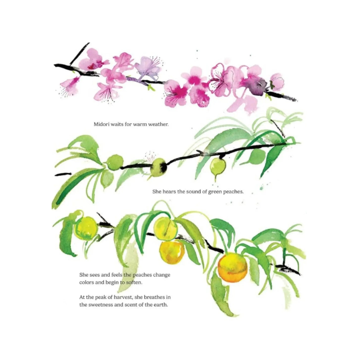 Illustration of cherry blossoms and green peaches on branches with text.