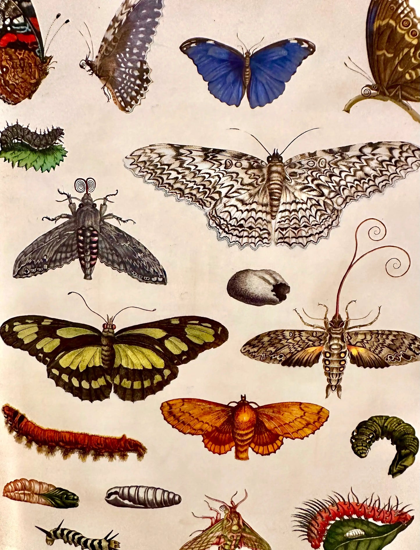 The Girl Who Drew Butterflies: Maria Mercian - Alder & Alouette