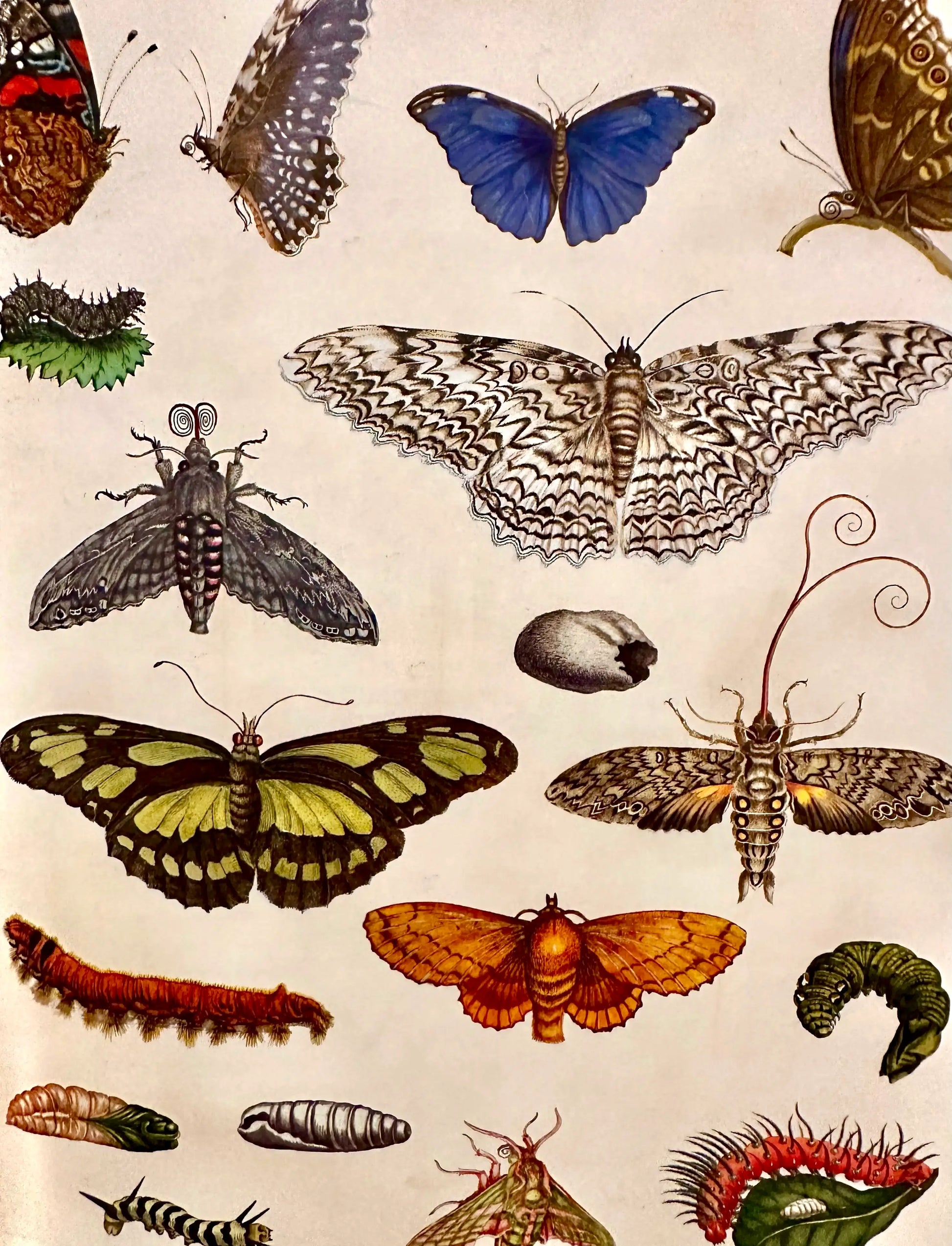 The Girl Who Drew Butterflies: Maria Mercian - Alder & Alouette