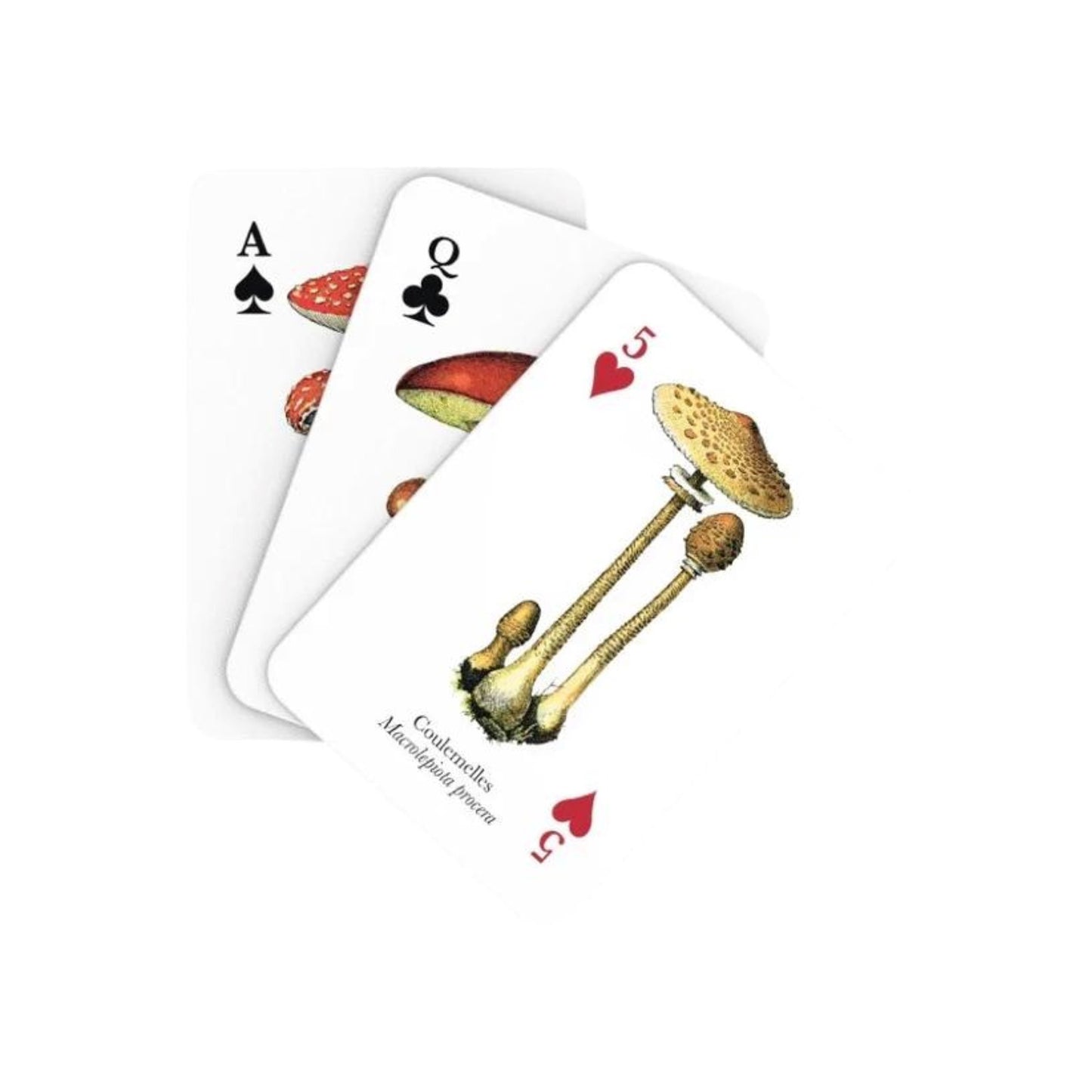 Mushrooms (Champignons) Art Illustrated Playing Cards Playing Cards - Alder & Alouette