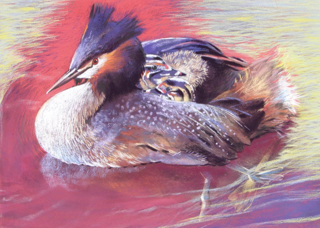 On the Back of Mother Grebe Ephemera Loes Botman | Alder & Alouette