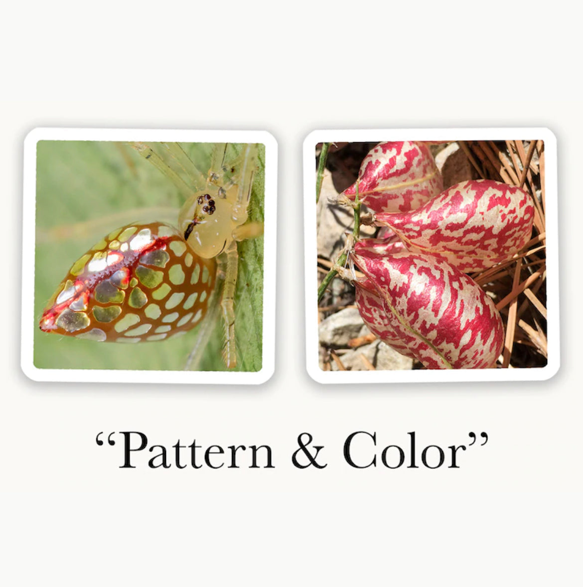 OuiSi Nature: Creative Game - Alder & Alouette