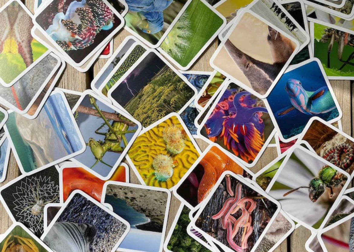 OuiSi Nature: Games of Visual Connection Card Games - Alder & Alouette