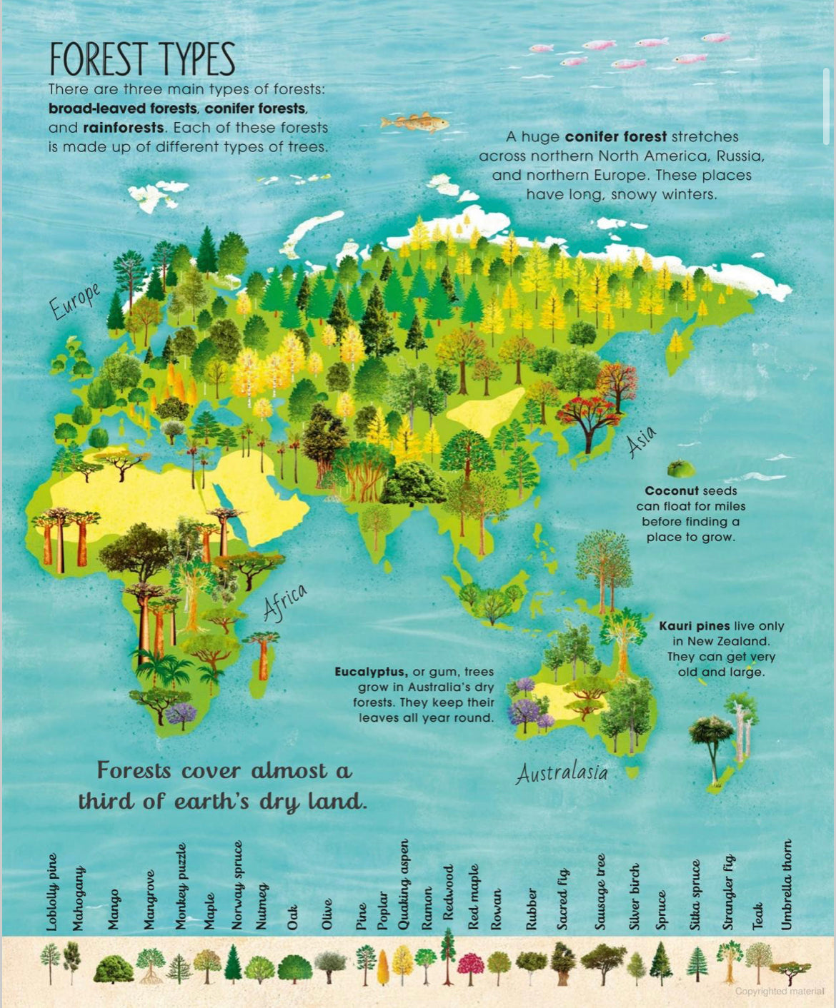 The Magic and Mystery of Trees - Tree Science for Kids - Alder & Alouette