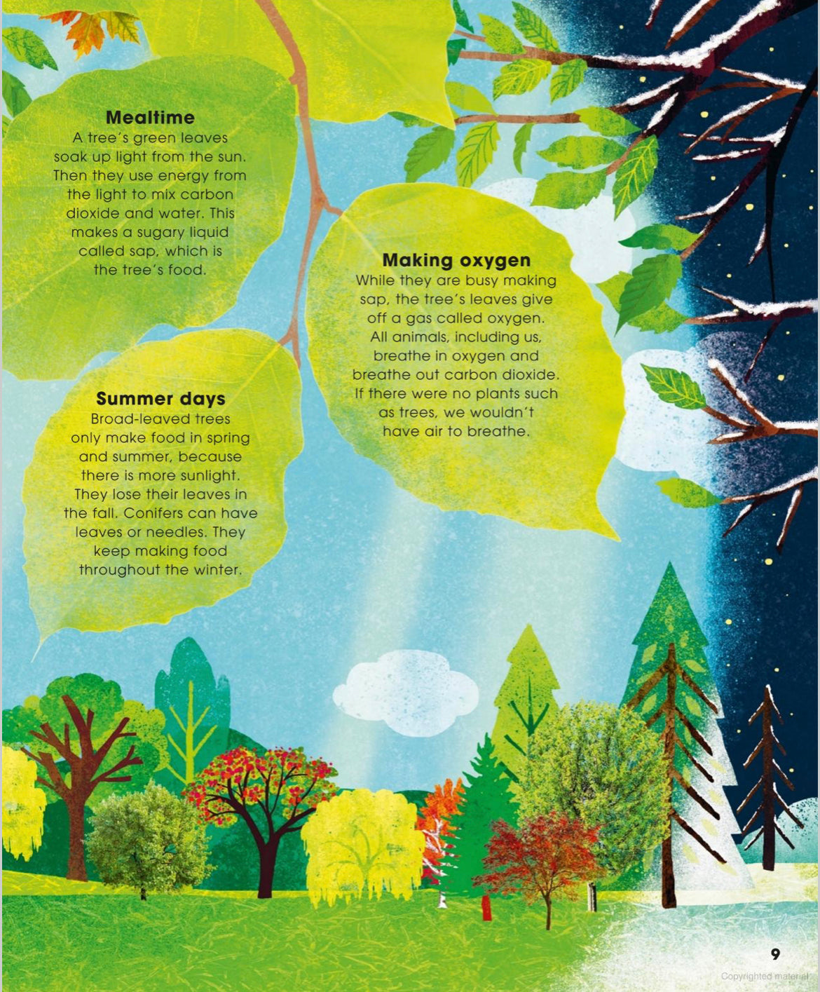 The Magic and Mystery of Trees - Tree Science for Kids - Alder & Alouette