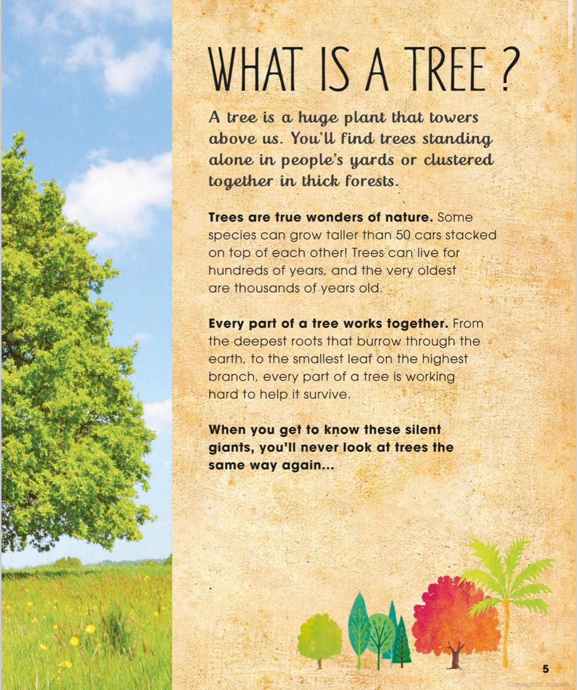 The Magic and Mystery of Trees - Tree Science for Kids - Alder & Alouette
