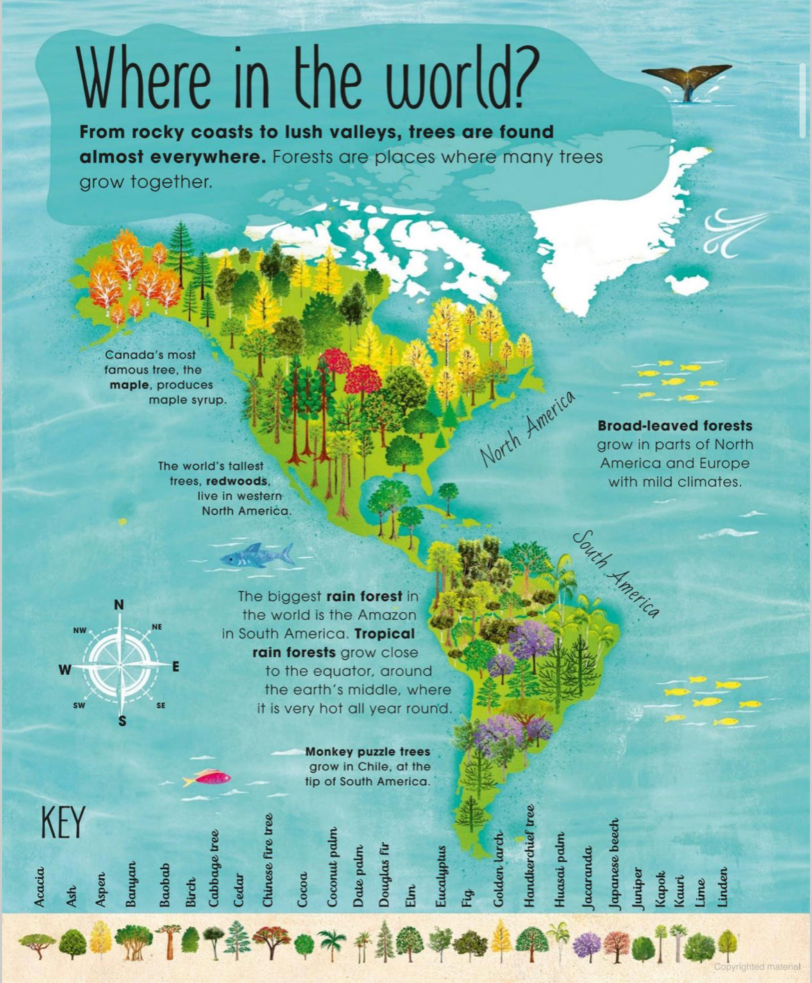 The Magic and Mystery of Trees - Tree Science for Kids - Alder & Alouette