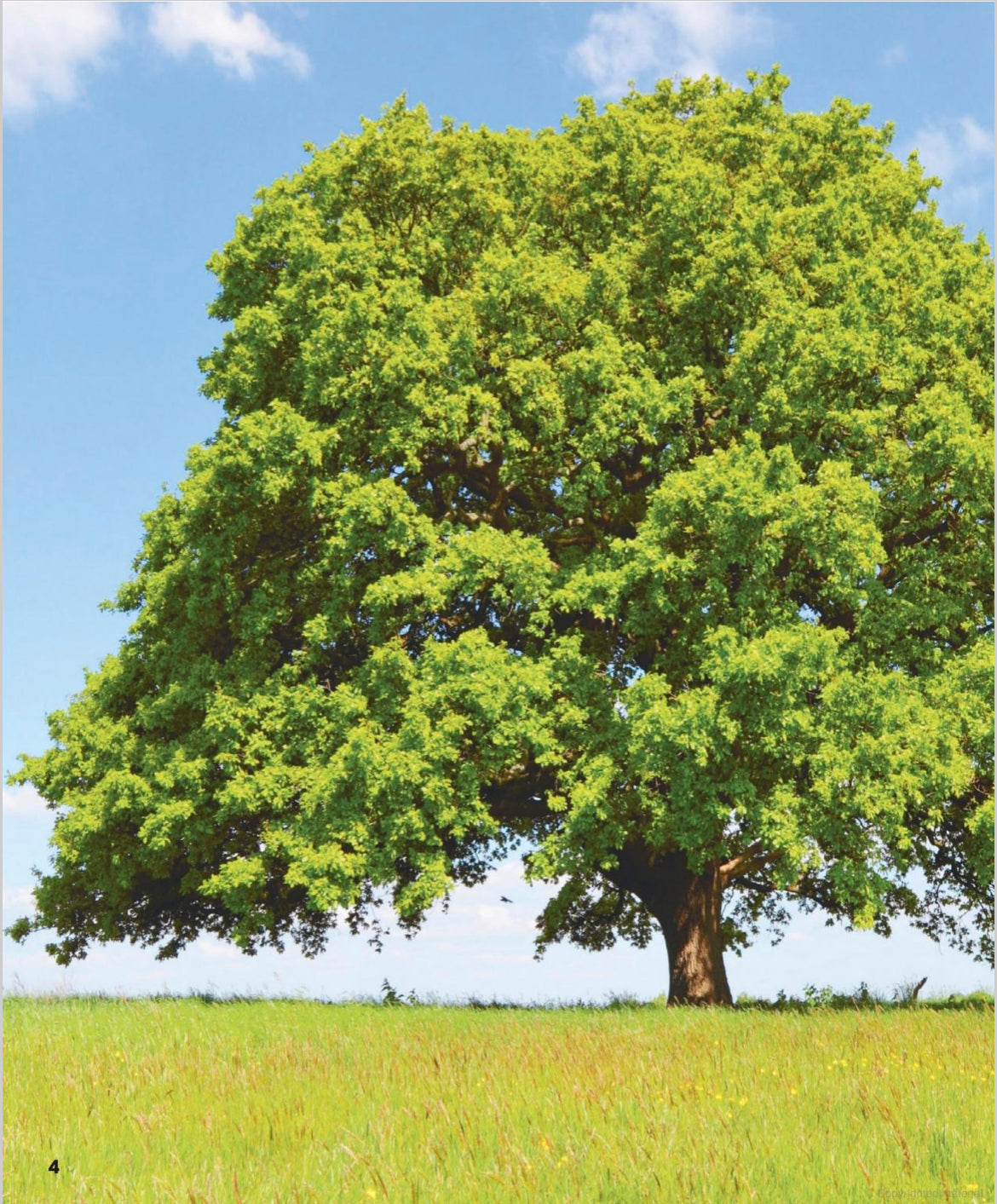 The Magic and Mystery of Trees - Tree Science for Kids - Alder & Alouette