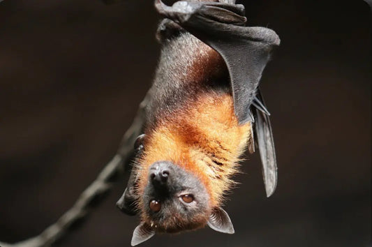 All About Bats: The Best Bat Guide For Kids & Their Grownups