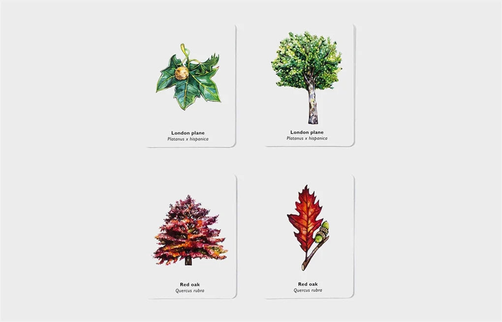 Match a Leaf Memory Game - Alder & Alouette