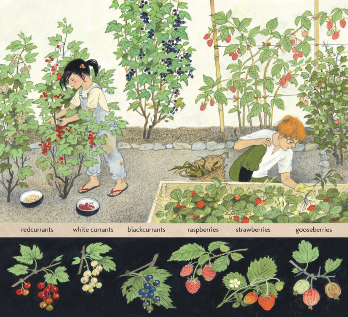 How Does My Fruit Grow? | Gerda Muller | Gardening - Alder & Alouette