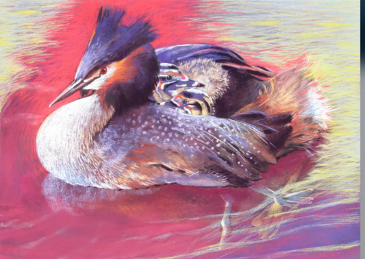 On the Back of Mother Grebe | Loes Botman
