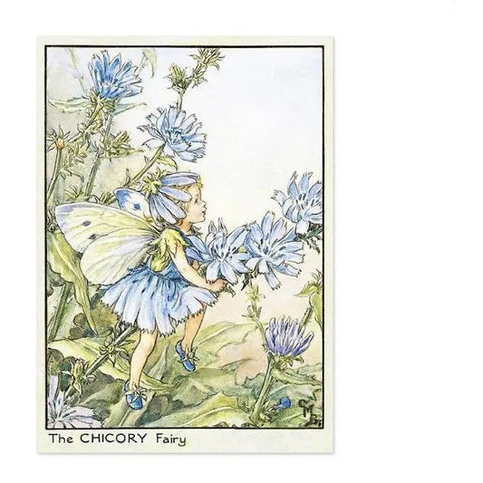 The Chicory Flower Fairy | Fairy Postcards - Alder & Alouette