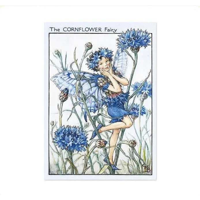 The Cornflower Flower Fairy | Fairy Postcards - Alder & Alouette