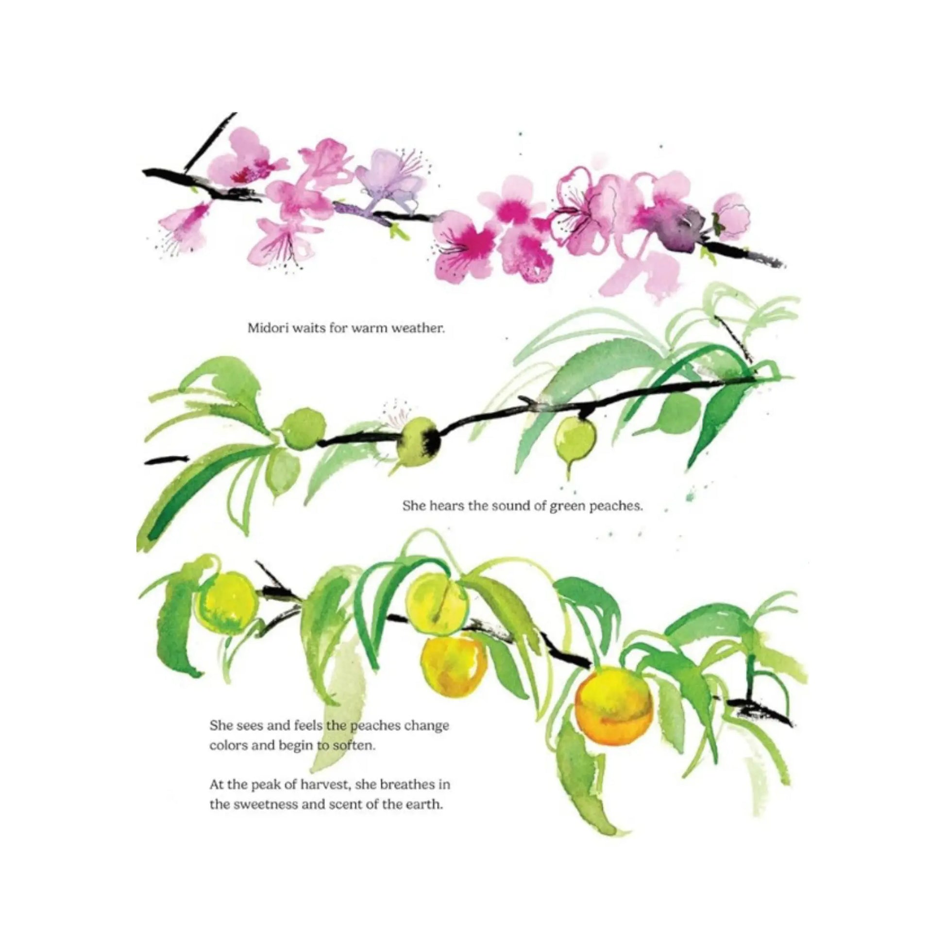 Illustration of cherry blossoms and green peaches on branches with text.