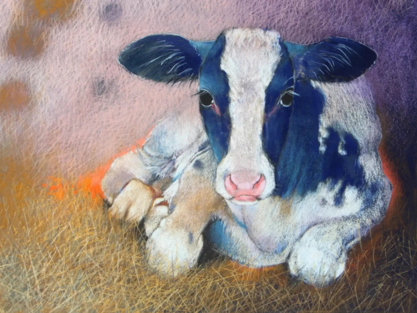 Postcard of a black and white calf lying on hay with a colorful background