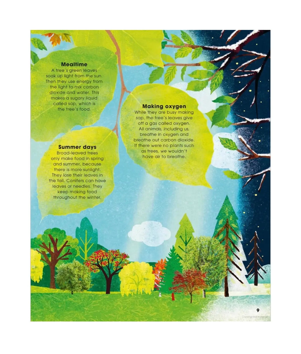 The Magic and Mystery of Trees - A Natural Science Book for Kids - Alder & Alouette