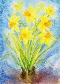 Daffodils, Marjan van Zeyl Postcards - Alder & Alouette
