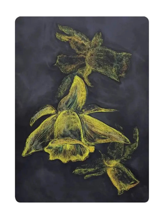 Blackboard drawing of three daffodils in yellow as a Postcard by Geertje Kapteijns 