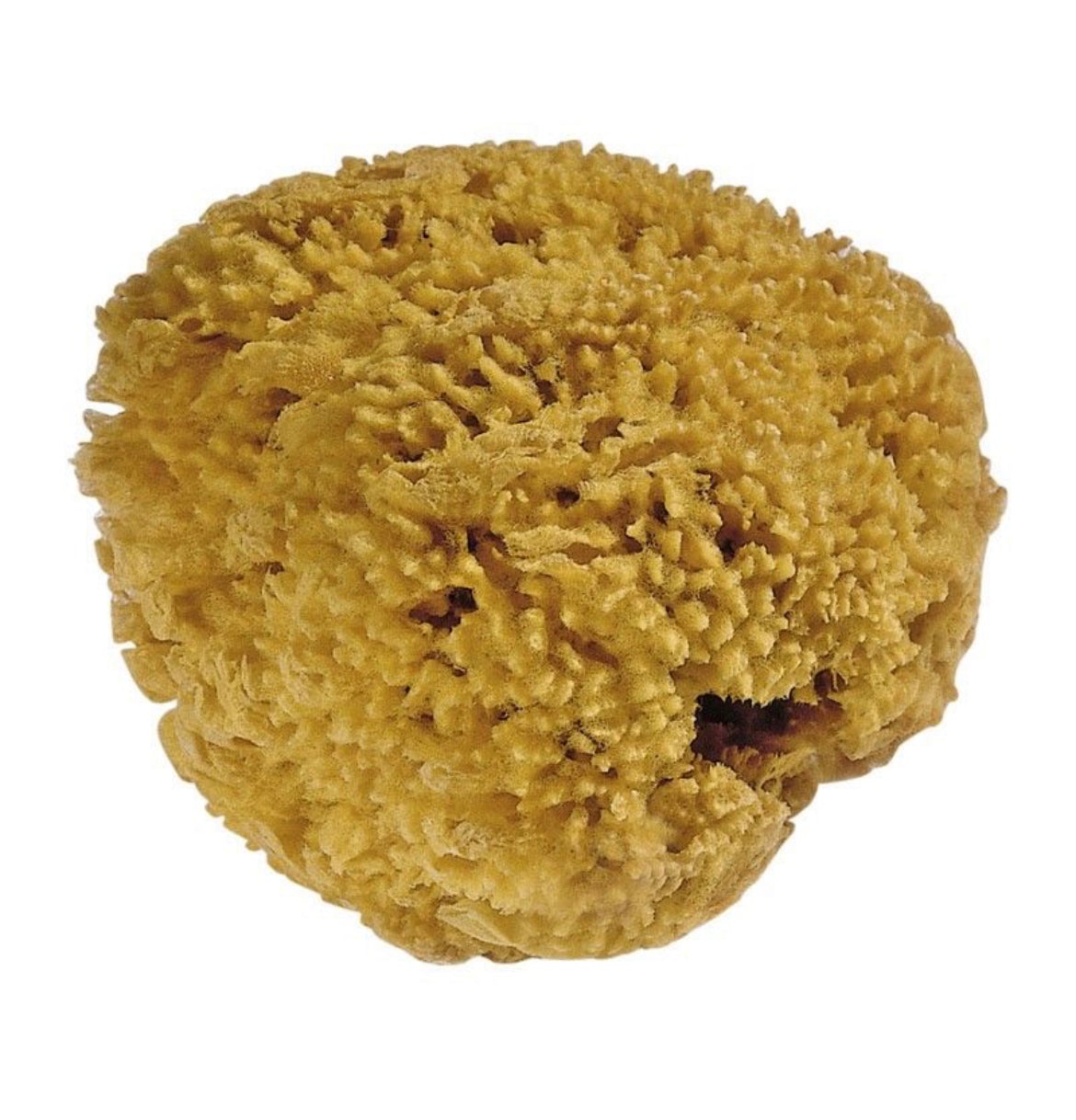 Natural Sea Sponge Art Supplies Mercurius | Alder & Alouette
