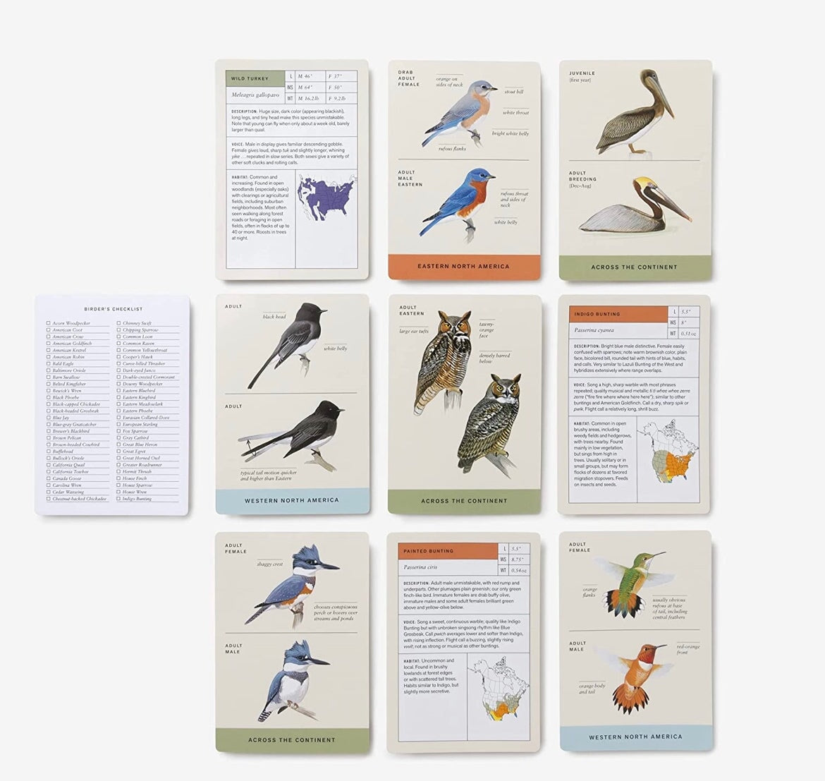 Sibley Backyard Birding Flashcards, New for 2023 Birding Cards - Alder & Alouette