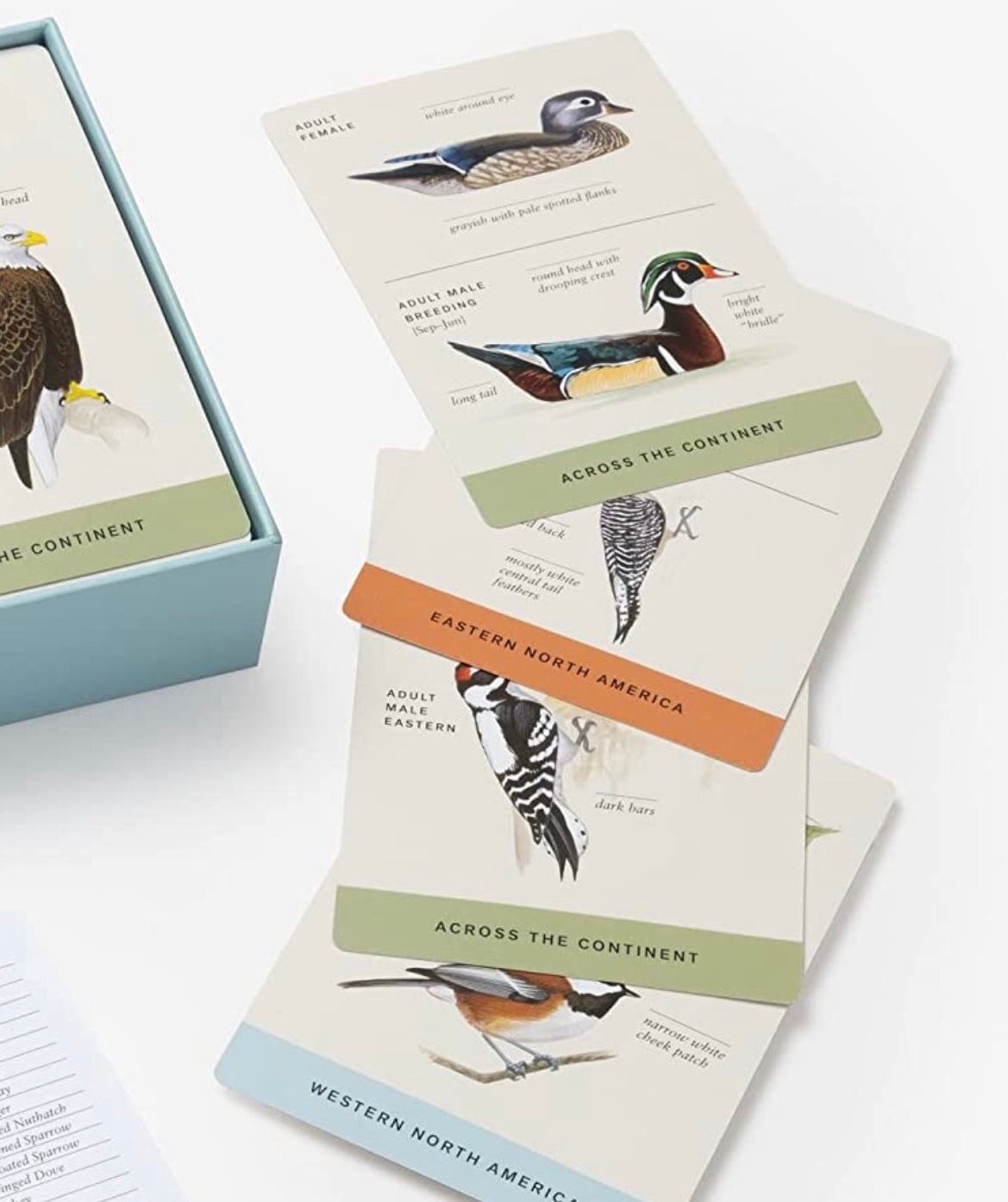 Sibley Backyard Birding Flashcards, New for 2023